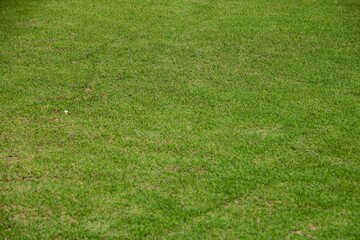 Field of fresh green grass texture as a background