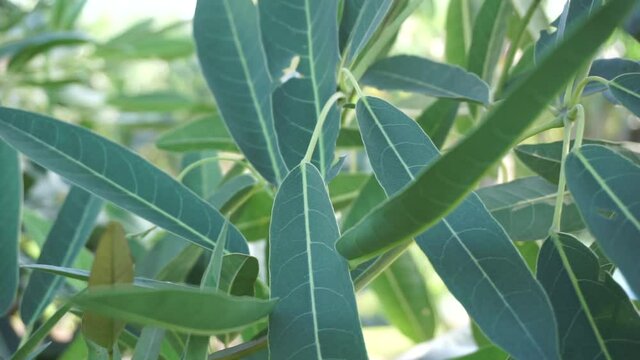 Tabebuia caraiba (Tabebuia aurea, Caribbean trumpet, silver trumpet tree, tree of gold) with a natural background