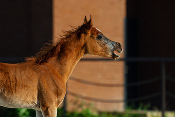 Young pretty arabian horse foal on dark background, portrait closeup