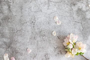 Fresh apple flowers on a white grey background. Top view, space for text. Blossom composition.