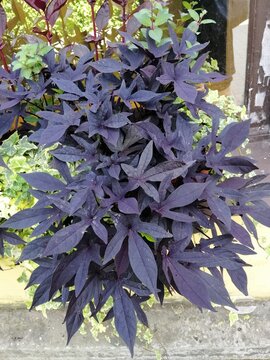beautiful unusual ipomoea batatas flower with dark purple eggplant leaves close up. floral wallpaper