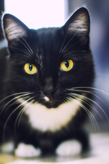 A beautiful black cat sitting on the floor