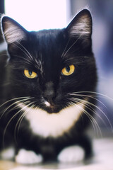A beautiful black cat sitting on the floor