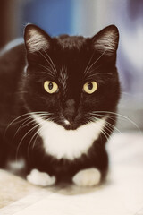 A beautiful black cat sitting on the floor