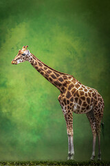 portrait of a tall girafe standing in front of a green background