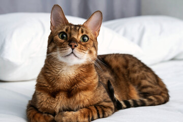 Fototapeta na wymiar Cute purebred bengal cat resting and lying on bed. Portrait of adorable pet at home.