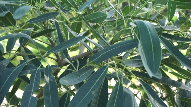 Tabebuia caraiba (Tabebuia aurea, Caribbean trumpet, silver trumpet tree, tree of gold) with a natural background