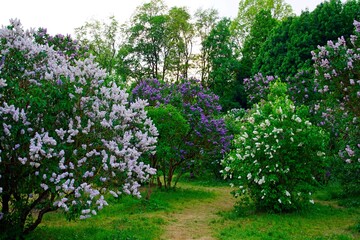 Fototapeta na wymiar Spring in the garden. Blooming lilac bushes. Bright colorful inflorescences. Horizontal view.