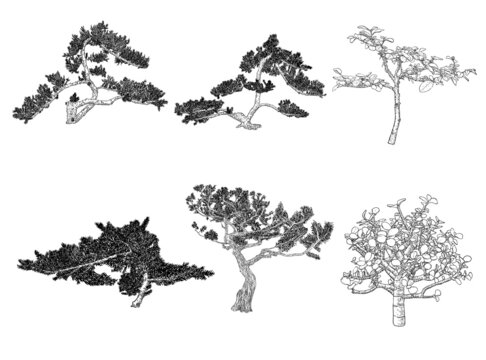Set of Bonsai trees. Hand drawn black white plants illustration set on a white background, isolated. Tray planting of mini tree hobby. Collection of Bonsai Japanese trees grown in containers. Vector.