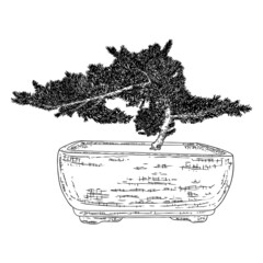 Bonsai tree. Hand drawn black white plant illustration on a white background, isolated. Tray planting of mini tree hobby. Bonsai Japanese tree grown in container. Vector.