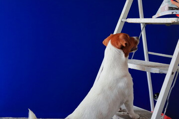 Pies i drabina. Remont pokoju, mieszkania. Malowanie ścian, gładzenie, układanie  paneli podłogowych, glazura, terakota itp - obrazy, fototapety, plakaty