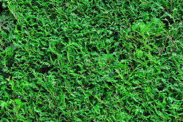 Zielony żywopłot z tuij.  Green hedge with thujas - obrazy, fototapety, plakaty