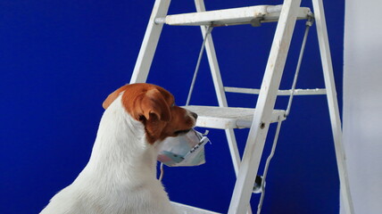 Pies na drabinie, remont mieszkania, malowanie ścian, gładzenie ścian, układanie paneli. The dog during renovation - obrazy, fototapety, plakaty