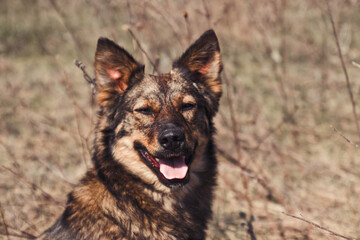 Cute playful brown dog with tongue sticking out or pet basking in the sun in the park