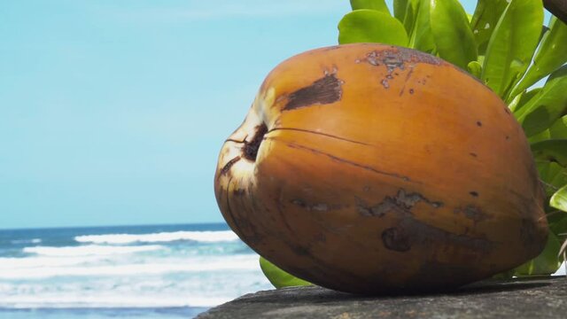 Video footage of yellow young fresh coconut close up and blue ocean with waves for on background in Bali