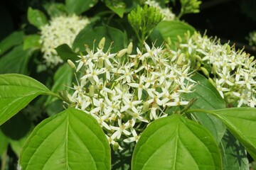White sanguinea flowers blooming in the garden in fresh green leaves background 