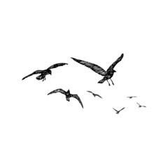 Set of birds flock, flying seagulls, hand drawn textured sketch of sea marine birds. Concept for sail or sailor lifestyle. Vector.