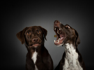 Schnappfoto Fangfogo Leckerli werfen