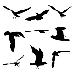 Silhouette of flying seagulls birds on white background. Inspirational sail body flash tattoo ink of sea gulls. Vector.