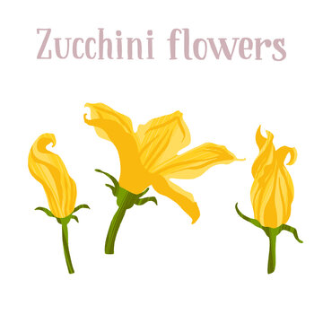 Young yellow zucchini flowers. Different inflorescences courgette.