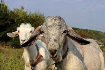 Two goats grazing on a green meadow looks into camera, rural scene