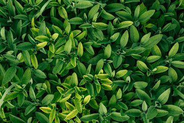 Fresh sage in the garden. View from above. Horizontal banner - 453641683