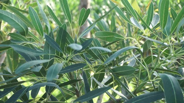 Tabebuia caraiba (Tabebuia aurea, Caribbean trumpet, silver trumpet tree, tree of gold) with a natural background