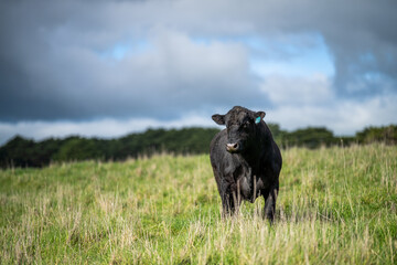 Angus, Speckled park and Murray grey, cows and bulls grazing on lush grass fed, pasture. - obrazy, fototapety, plakaty