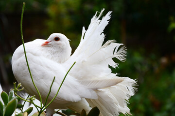 white dove in the grass