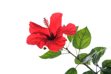 hibiscus flower isolated on white