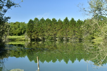 Fototapeta na wymiar Rangée de sapins en voie de dépérissement due à la chaleur le long du second étang entre les Bourgs de Champagne et Vendoire au Périgord Vert 