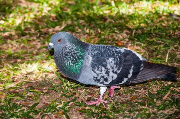 pigeon on the grass