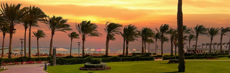 palm trees grow against the sunset