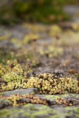 Plante grasse chou pousse sur une pierre - nature biodiversité Ariège altitude montagne