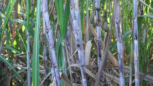 Sugarcane with a natural background. Indonesian call it tebu