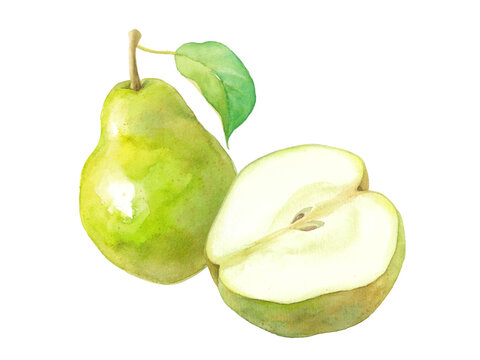 秋のフルーツ：2種の西洋梨の水彩イラスト。ベクターデータ。（葉と果実のレイアウト変更可能）
