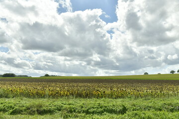 Gros nuages gris au dessus des prairies et champs de tournesols à Champagne-et-Fontaine au Périgord Vert
