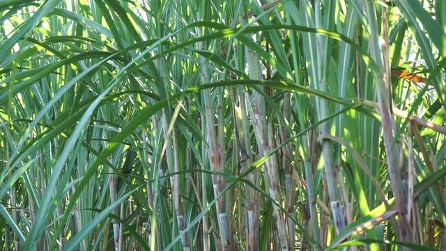 Sugarcane with a natural background. Indonesian call it tebu