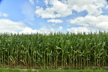 Champ de maïs encore vert aux environs du bourg de Champagne au Périgord Vert 