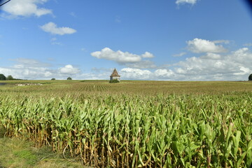 Champ de maïs encore vert aux environs du bourg de Champagne au Périgord Vert 