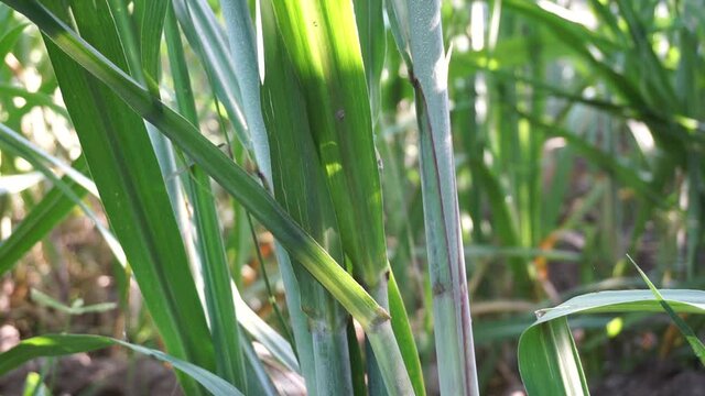 Sugarcane with a natural background. Indonesian call it tebu