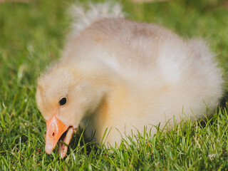 Baby duck