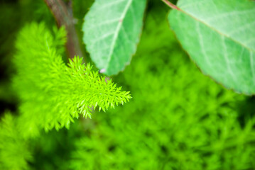 Small green foliage in organic garden in Guatemala, Central America.