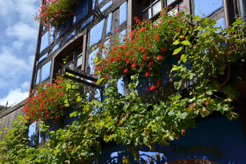 Riquewihr - Fenêtres fleuries - Alsace - France