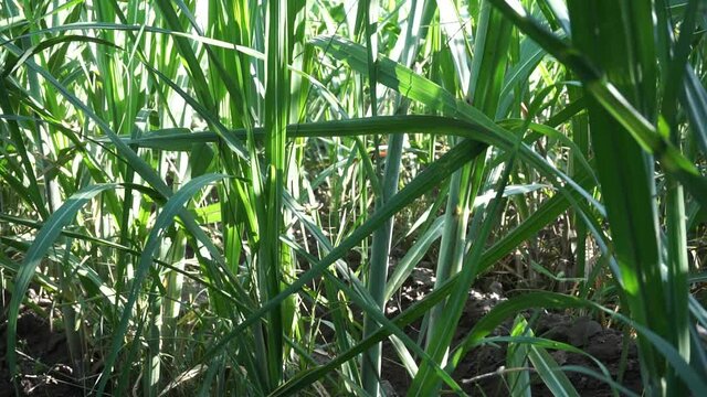 Sugarcane with a natural background. Indonesian call it tebu