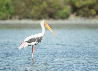 Painted Stork