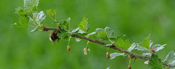 Stachelbeeren Biene