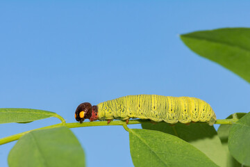 Silver-spotted Skipper Caterpillar (Epargyreus clarus)