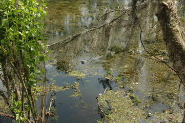 New Orleans and the Bayou alligator 