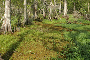 New Orleans and the Bayou